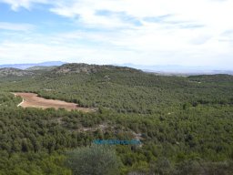 Yacimiento de la Almoloya 2007